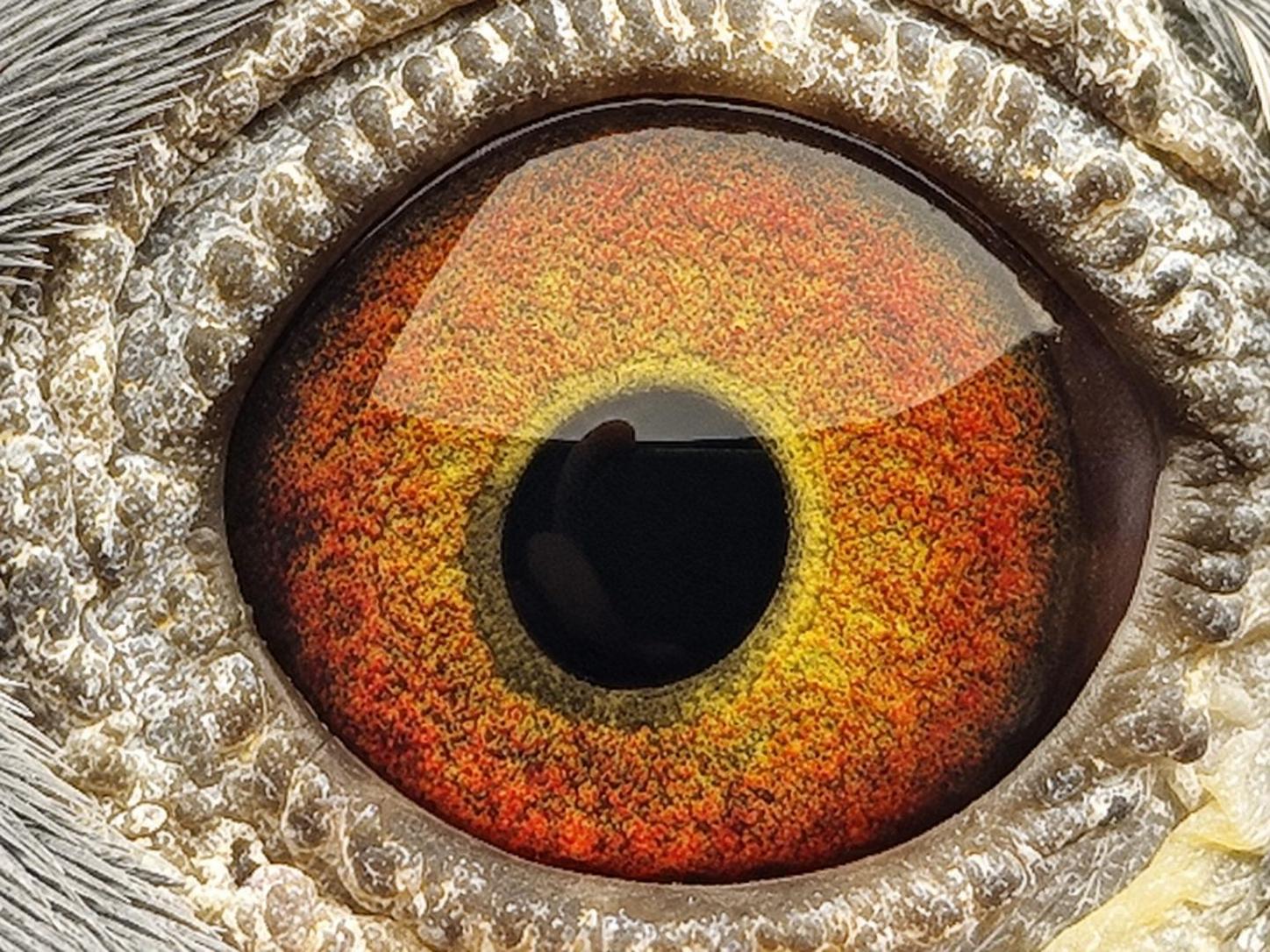 Pigeon eye